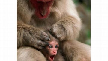 monkey-grooming