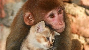 monkey-kitten