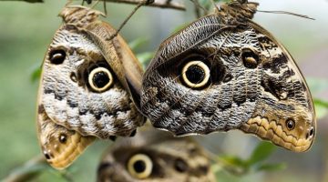 owl-butterfly