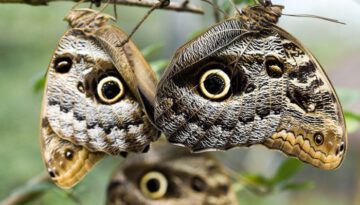 owl-butterfly