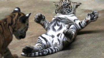 playful-tiger-cubs