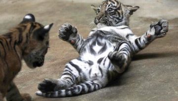playful-tiger-cubs