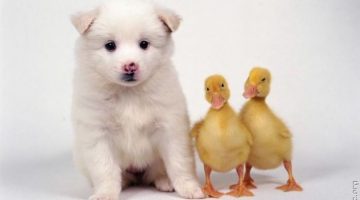 puppy-ducklings