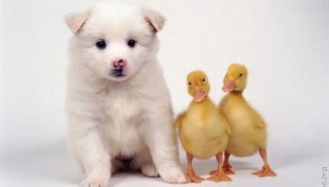 puppy-ducklings