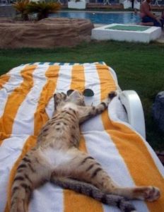 Lounge Chair Cat – 1Funny.com