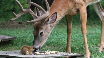 sharing-a-meal