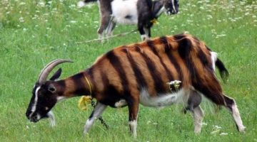 striped-goat