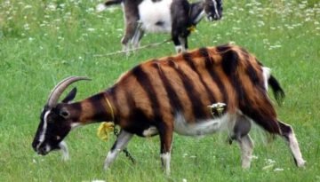 striped-goat