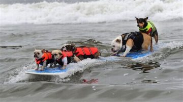 surfing-dogs