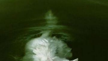 swimming-cat