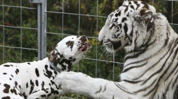 white-tiger-dalmation