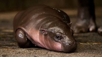 Baby_Pygmy_Hippo_1