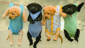 Drying-puppies