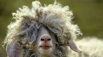 bad-hair-sheep