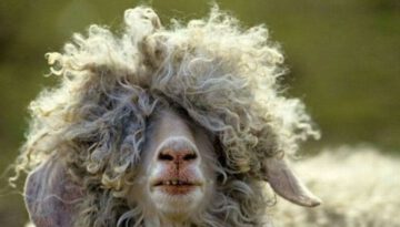 bad-hair-sheep