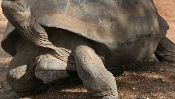 big-and-small-turtles