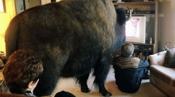 buffalo-living-room