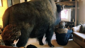 buffalo-living-room