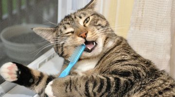 cat-brushing-teeth