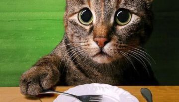 cat-dinner