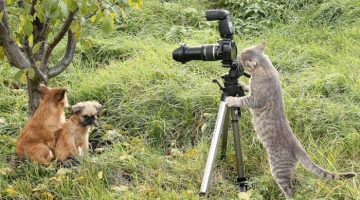 cat-photographer