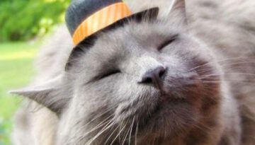 cat-with-a-hat