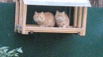 cats-in-bird-house