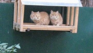 cats-in-bird-house