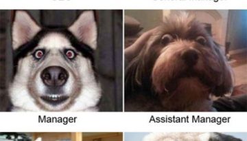 corporate-dogs