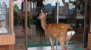 deer-customer