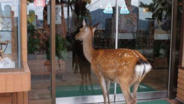 deer-customer
