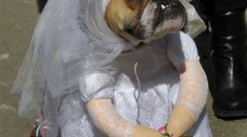 dog-bride