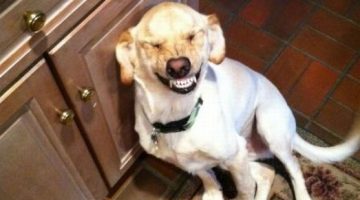 dog-smile