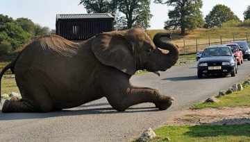 elephant-traffic-stop