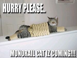 Funny Cats – 1Funny.com