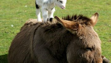 goat-on-donkey