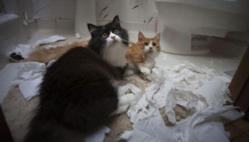 guilty-cats