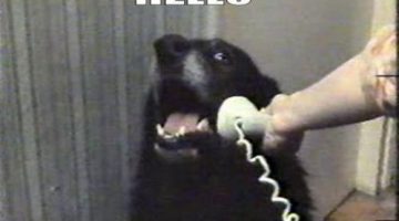 hello-dog