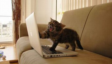 laptop-cat