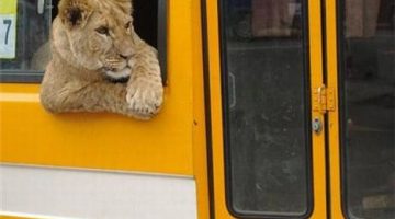 lion-bus