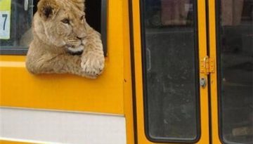 lion-bus