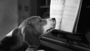 piano-dog-2