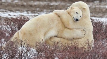 polar-bear-hug