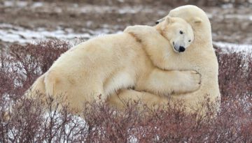 polar-bear-hug