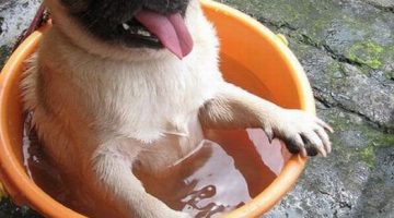 pug-bucket