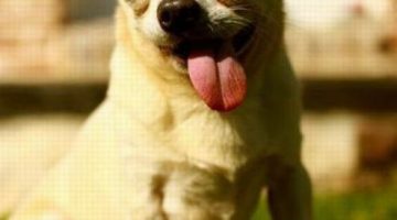 puppy-tounge