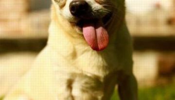 puppy-tounge