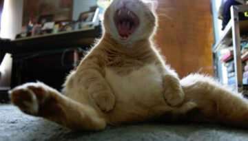 sitting-cat-yawn