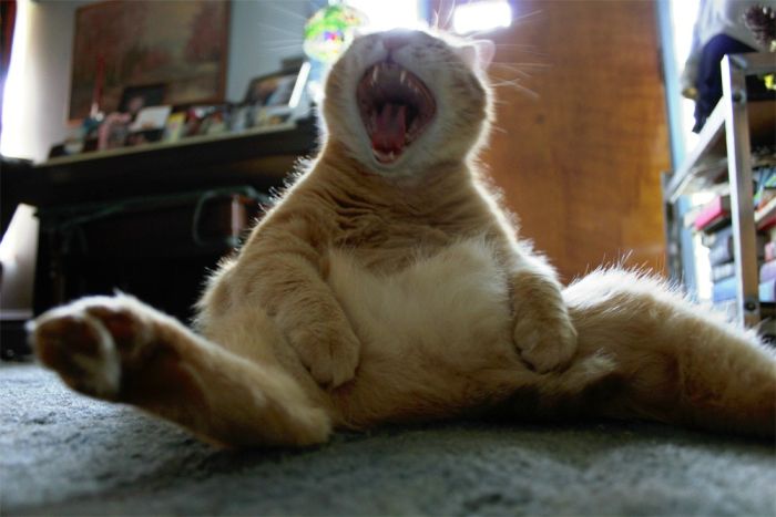 Sitting Cat Yawn – 1Funny.com
