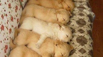 sleeping-puppies